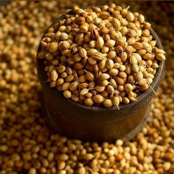 Indian coriander seeds in a wooden bowl for export.