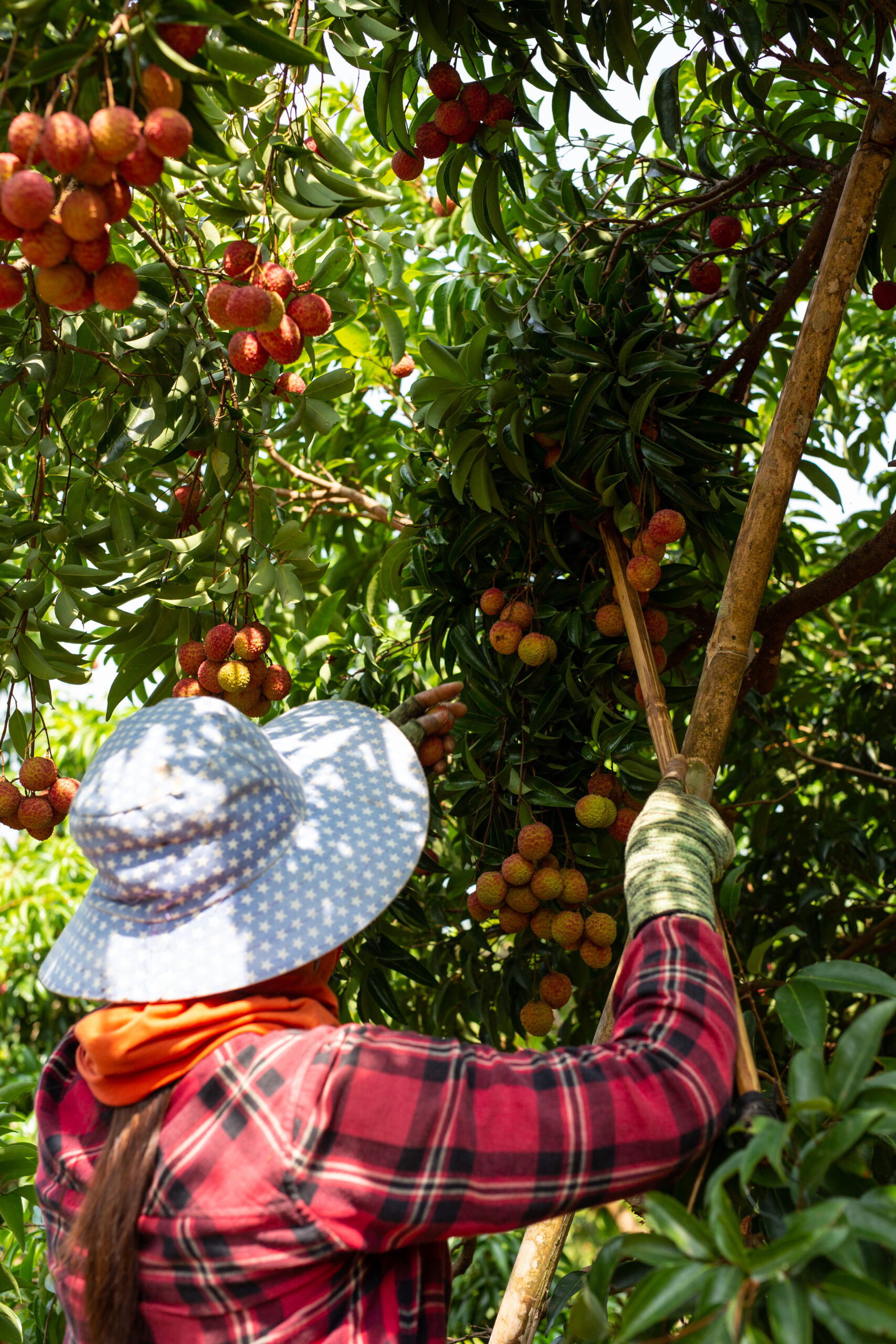 Farmer harvesting fresh fruits from an orchard for export.