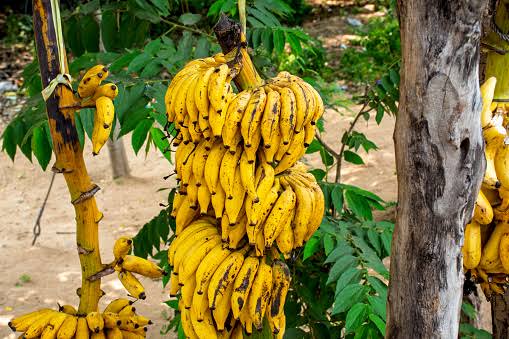 Fresh bananas growing on trees in a tropical farm in India.