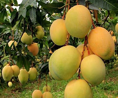 Ripe mangoes hanging on a tree in an Indian orchard.
